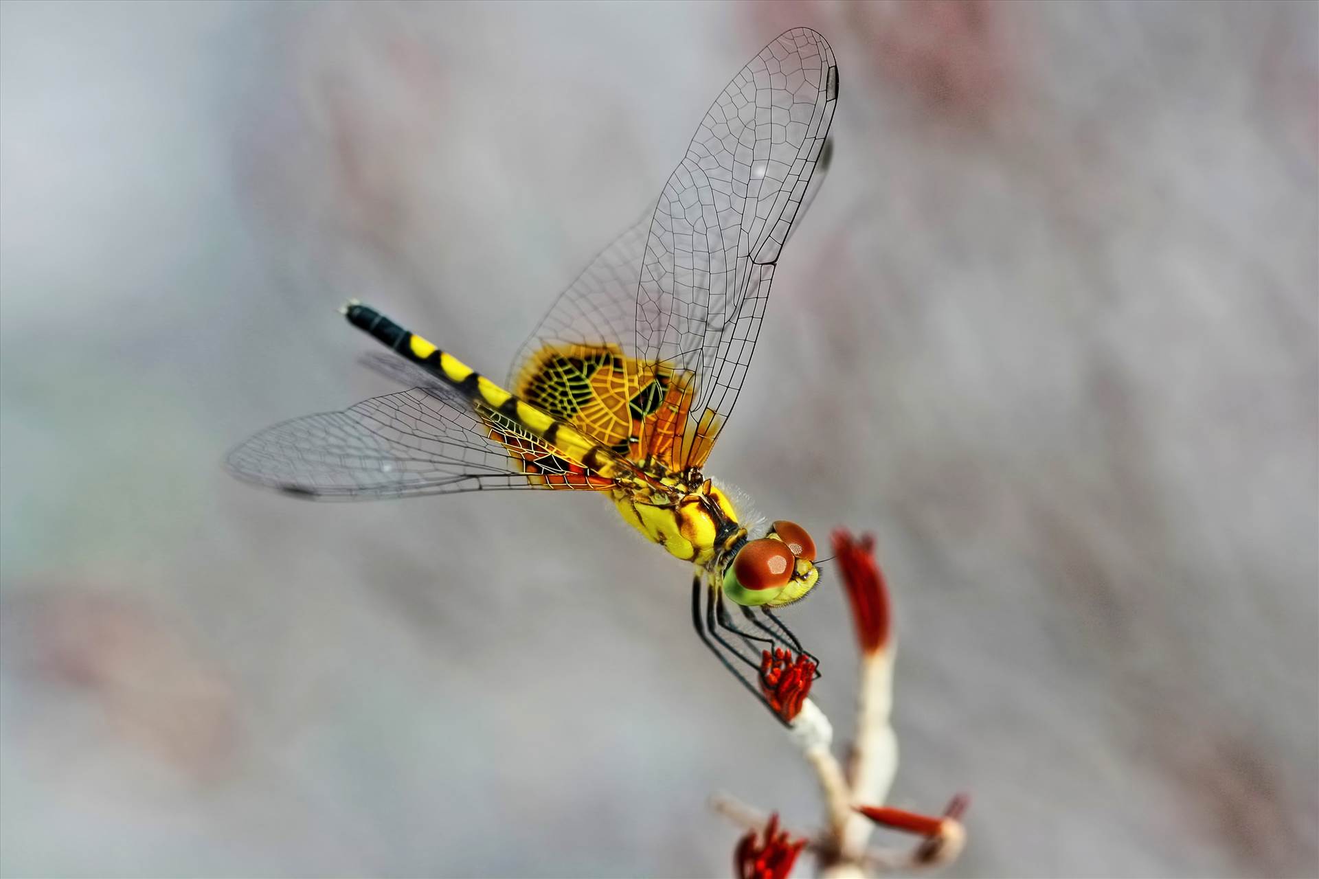 Dragon Fly at Rest.jpg -  by jennyellenphotography