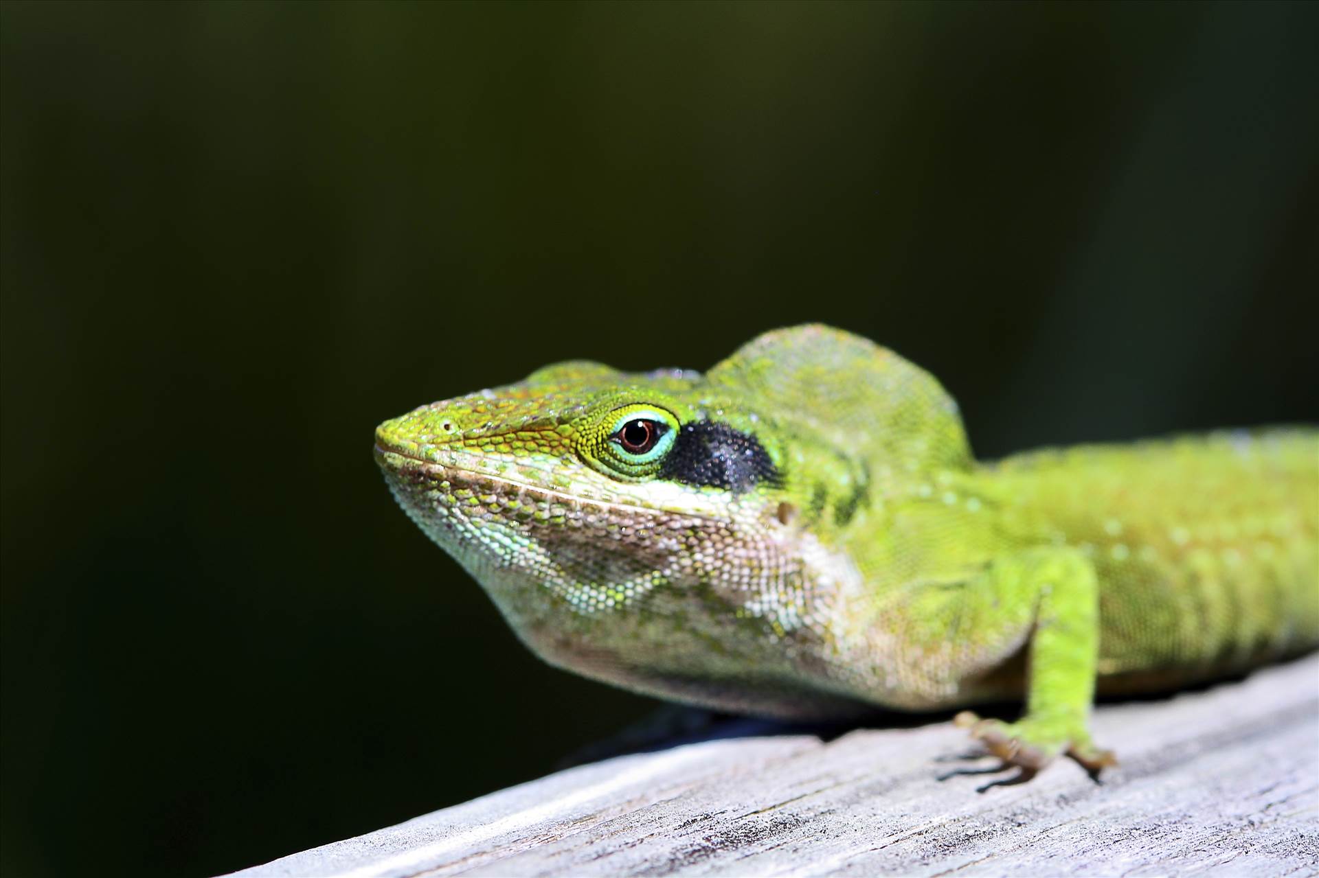 Lizard.jpg -  by jennyellenphotography