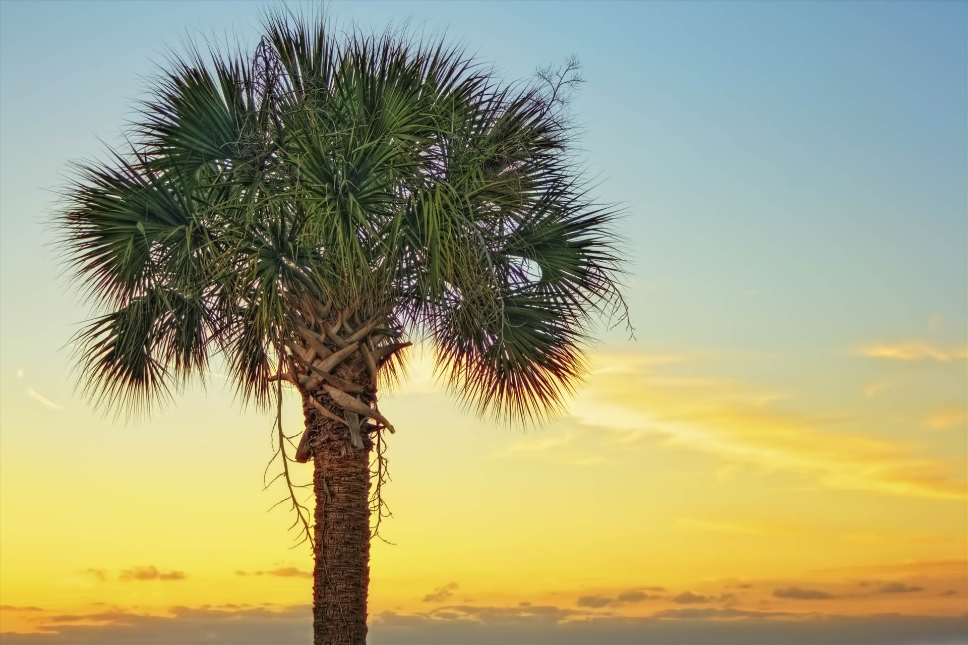 Palm Sunset.jpg -  by jennyellenphotography